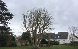jardinier agréé service à la personne-Sauvée Sarl-Saint-Malo