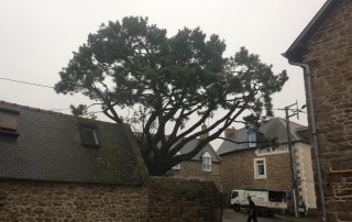 paysagiste st malo-Sauvée Sarl-Saint-Malo