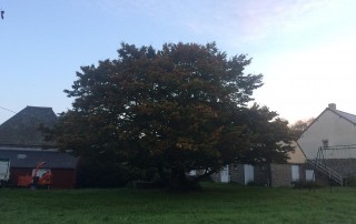 paysagiste elagage-Sauvée Sarl-Saint-Malo