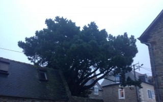 Entretien des arbres et arbustes-Sauvée Sarl-Saint-Malo